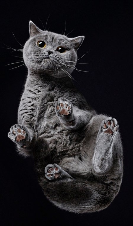 Фотография: Взгляд снизу: чудесные фотографии кошек с необычного ракурса №4 - BigPicture.ru