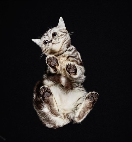 Фотография: Взгляд снизу: чудесные фотографии кошек с необычного ракурса №5 - BigPicture.ru