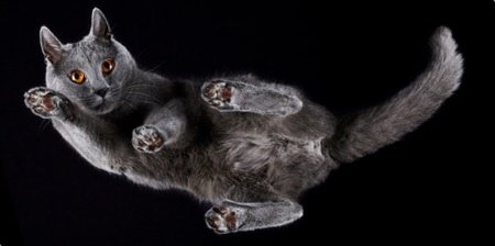 Фотография: Взгляд снизу: чудесные фотографии кошек с необычного ракурса №6 - BigPicture.ru