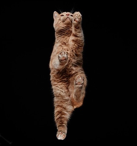 Фотография: Взгляд снизу: чудесные фотографии кошек с необычного ракурса №7 - BigPicture.ru