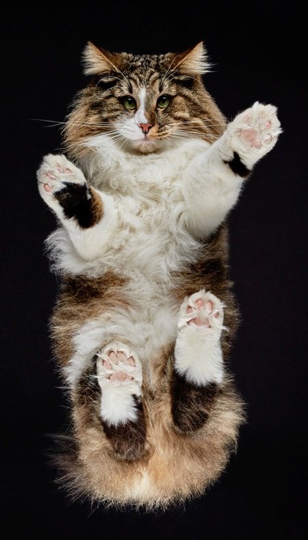 Фотография: Взгляд снизу: чудесные фотографии кошек с необычного ракурса №10 - BigPicture.ru