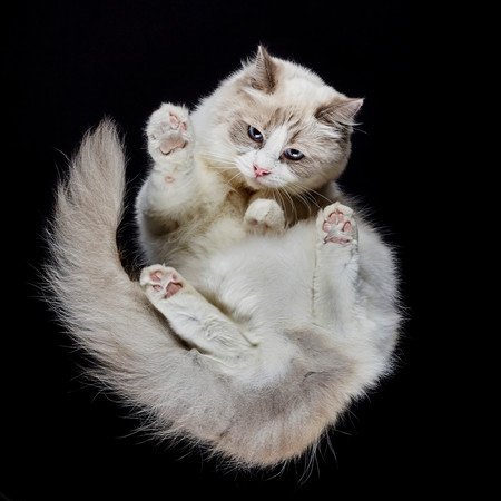 Фотография: Взгляд снизу: чудесные фотографии кошек с необычного ракурса №11 - BigPicture.ru