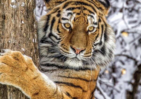 Как зоозащитники чуть не уничтожили последних амурских тигров
