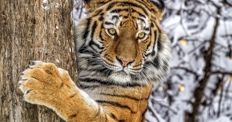 Фотография: Как зоозащитники чуть не уничтожили последних амурских тигров №1 - BigPicture.ru