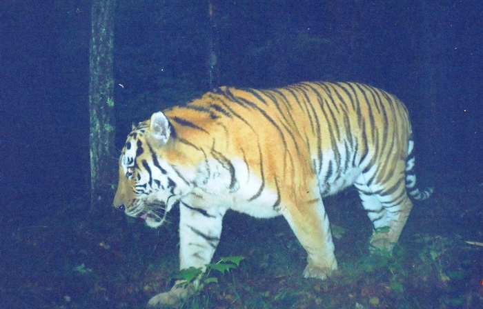 Фотография: Как зоозащитники чуть не уничтожили последних амурских тигров №2 - BigPicture.ru