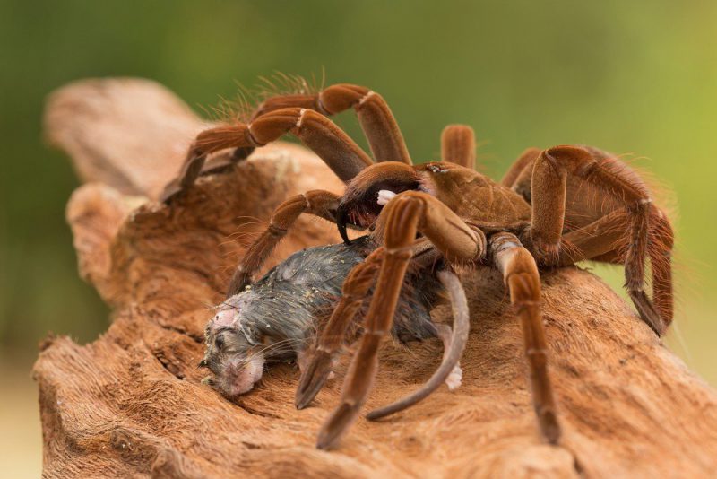 Фотография: Птицеед-голиаф – самый большой паук на планете №4 - BigPicture.ru