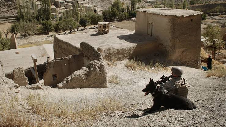 Фотография: Собачья верность и человеческая неблагодарность, или Почему американские псы-саперы умирают в Иордании №2 - BigPicture.ru