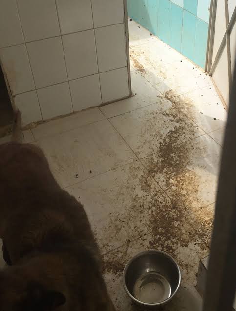 Фотография: Собачья верность и человеческая неблагодарность, или Почему американские псы-саперы умирают в Иордании №4 - BigPicture.ru