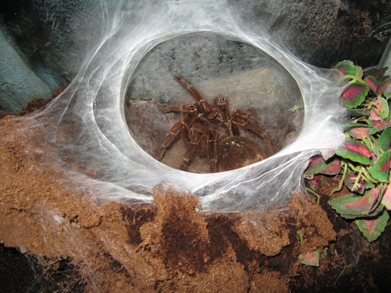 Фотография: Птицеед-голиаф – самый большой паук на планете №7 - BigPicture.ru