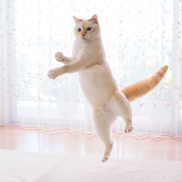 Фотография: Этот кот из Японии танцует намного круче, чем вы, и вот 25 доказательств №3 - BigPicture.ru