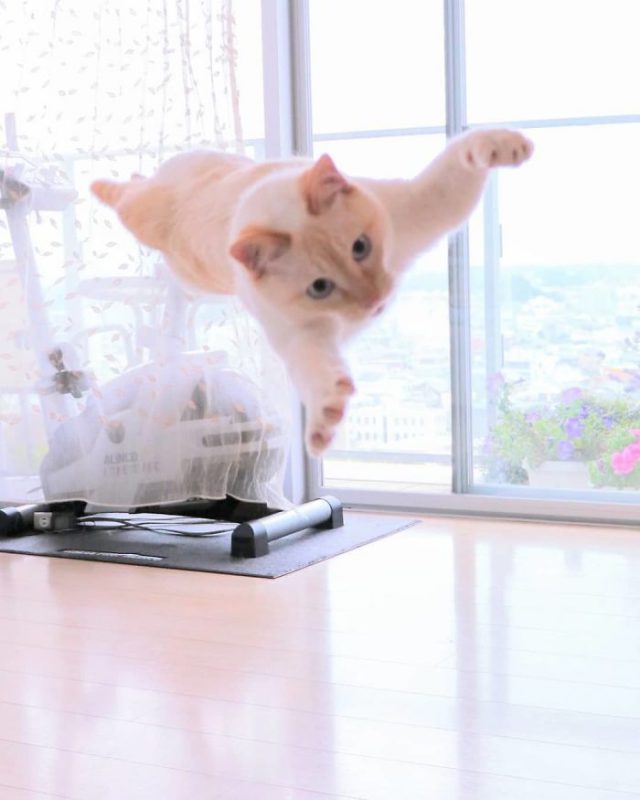 Фотография: Этот кот из Японии танцует намного круче, чем вы, и вот 25 доказательств №13 - BigPicture.ru
