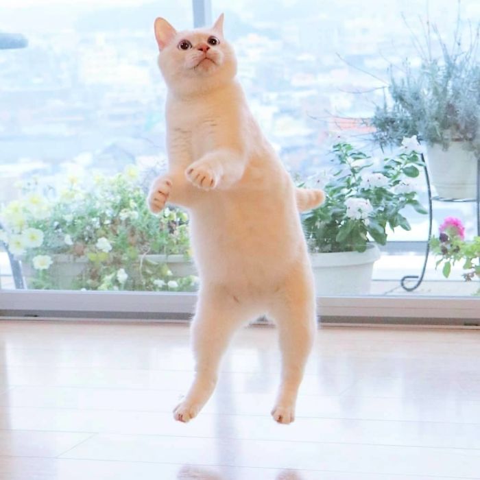 Фотография: Этот кот из Японии танцует намного круче, чем вы, и вот 25 доказательств №2 - BigPicture.ru