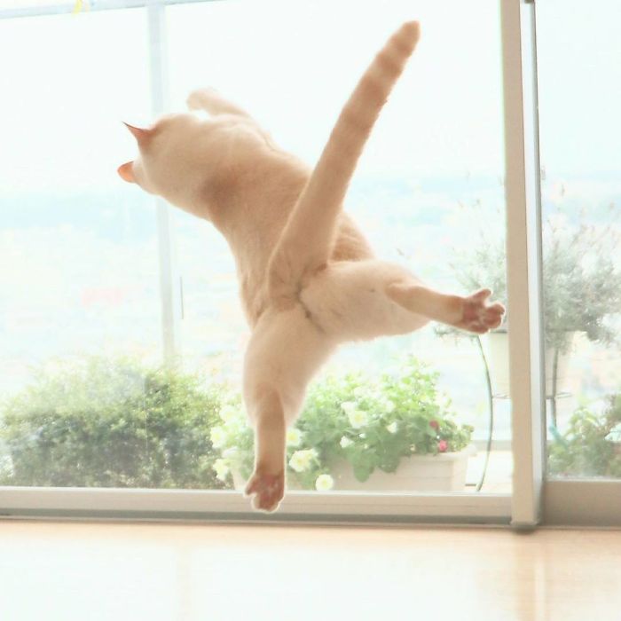 Фотография: Этот кот из Японии танцует намного круче, чем вы, и вот 25 доказательств №23 - BigPicture.ru