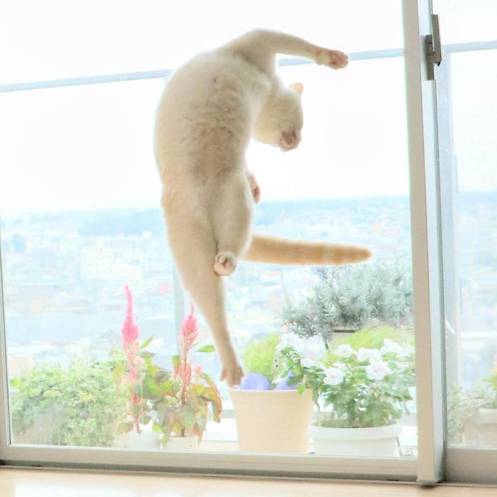 Фотография: Этот кот из Японии танцует намного круче, чем вы, и вот 25 доказательств №25 - BigPicture.ru
