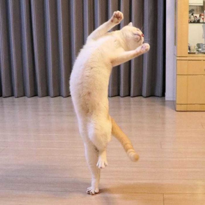 Фотография: Этот кот из Японии танцует намного круче, чем вы, и вот 25 доказательств №11 - BigPicture.ru