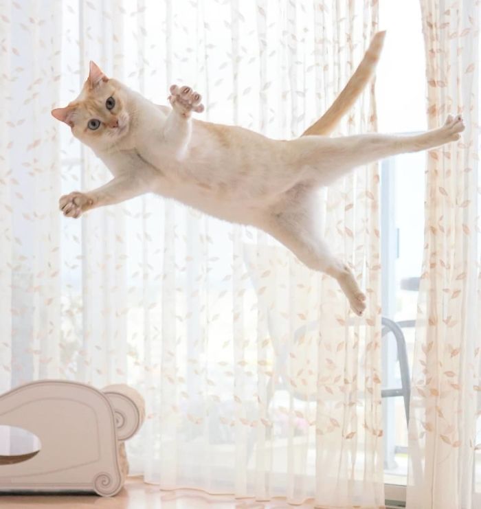 Фотография: Этот кот из Японии танцует намного круче, чем вы, и вот 25 доказательств №7 - BigPicture.ru