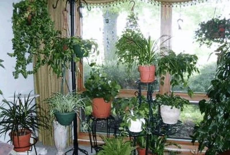 Фотография: Самые неприхотливые комнатные растения №3 - BigPicture.ru