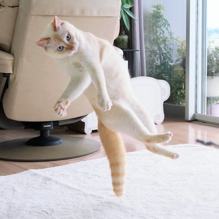 Фотография: Этот кот из Японии танцует намного круче, чем вы, и вот 25 доказательств №26 - BigPicture.ru