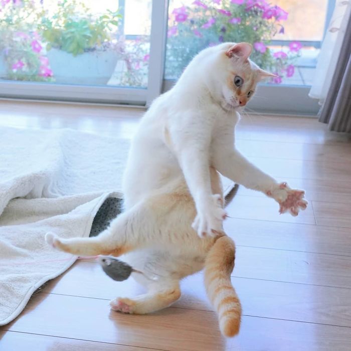 Фотография: Этот кот из Японии танцует намного круче, чем вы, и вот 25 доказательств №4 - BigPicture.ru