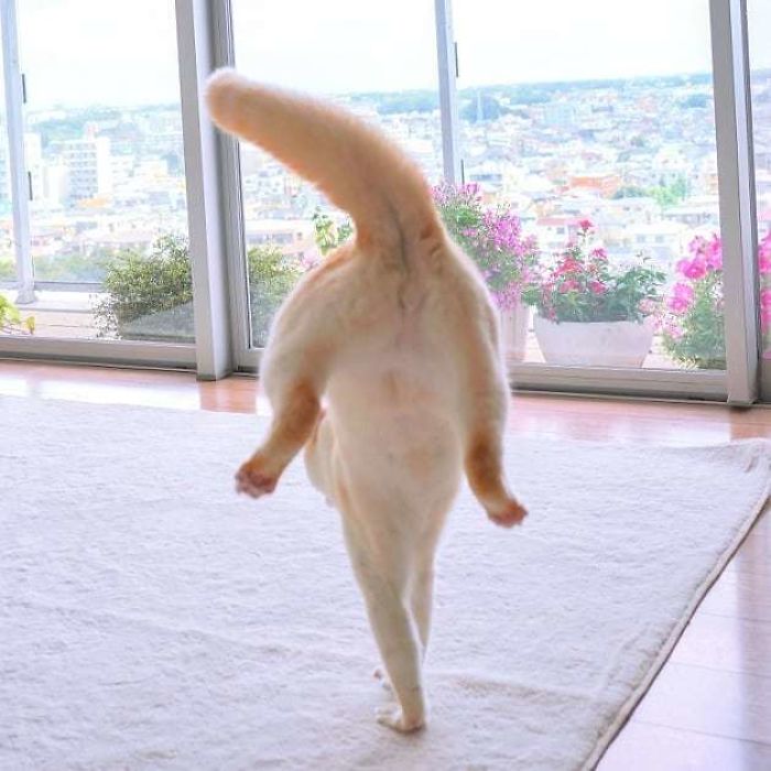 Фотография: Этот кот из Японии танцует намного круче, чем вы, и вот 25 доказательств №22 - BigPicture.ru