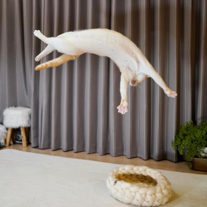 Фотография: Этот кот из Японии танцует намного круче, чем вы, и вот 25 доказательств №24 - BigPicture.ru