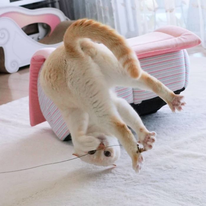 Фотография: Этот кот из Японии танцует намного круче, чем вы, и вот 25 доказательств №17 - BigPicture.ru