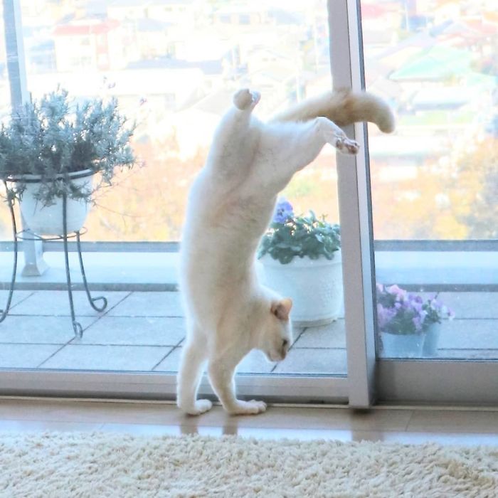 Фотография: Этот кот из Японии танцует намного круче, чем вы, и вот 25 доказательств №9 - BigPicture.ru