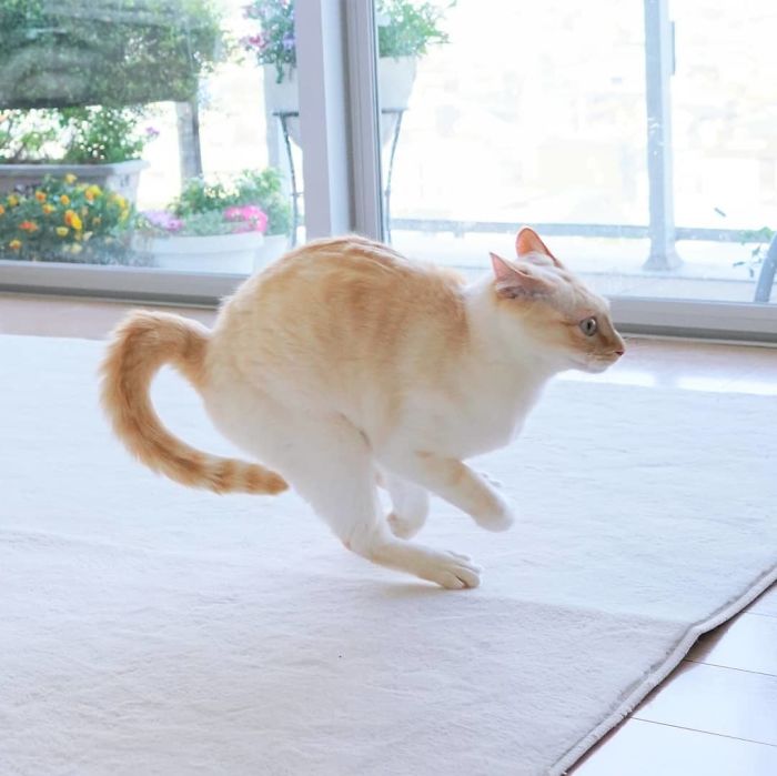 Фотография: Этот кот из Японии танцует намного круче, чем вы, и вот 25 доказательств №20 - BigPicture.ru