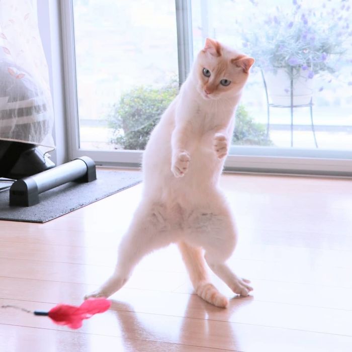 Фотография: Этот кот из Японии танцует намного круче, чем вы, и вот 25 доказательств №19 - BigPicture.ru