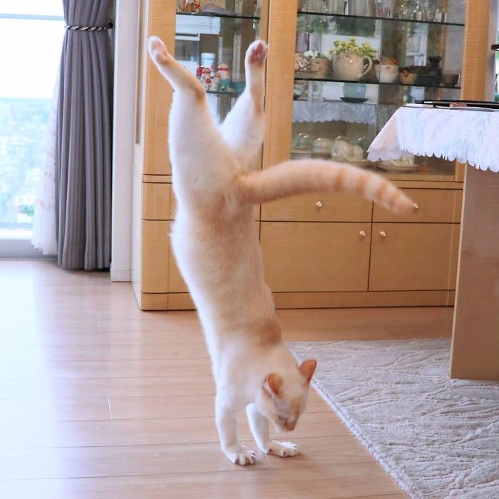 Фотография: Этот кот из Японии танцует намного круче, чем вы, и вот 25 доказательств №10 - BigPicture.ru