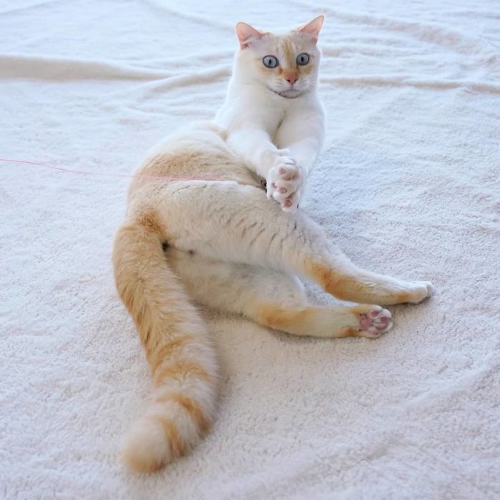 Фотография: Этот кот из Японии танцует намного круче, чем вы, и вот 25 доказательств №6 - BigPicture.ru