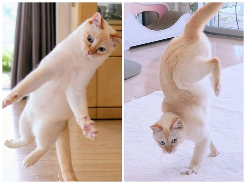 Фотография: Этот кот из Японии танцует намного круче, чем вы, и вот 25 доказательств №1 - BigPicture.ru