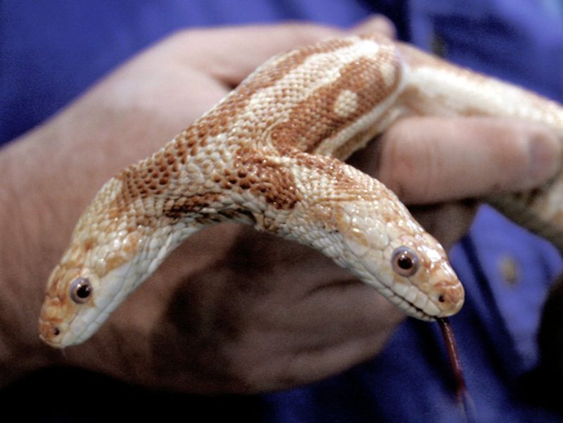 Фотография: Раздвоение личности: в Штатах найдена змея с двумя конкурирующими головами №3 - BigPicture.ru