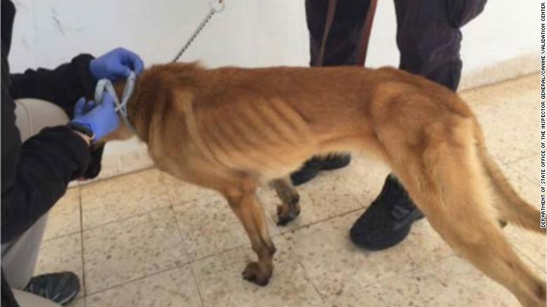 Фотография: Собачья верность и человеческая неблагодарность, или Почему американские псы-саперы умирают в Иордании №5 - BigPicture.ru