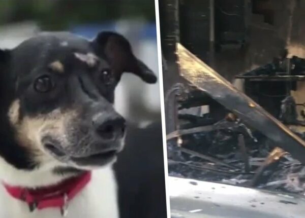 Ценой собственной жизни: во Флориде верный пес погиб, спасая семью от пожара