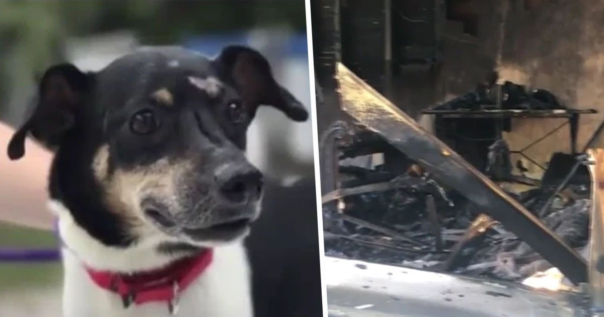 Фотография: Ценой собственной жизни: во Флориде верный пес погиб, спасая семью от пожара №1 - BigPicture.ru