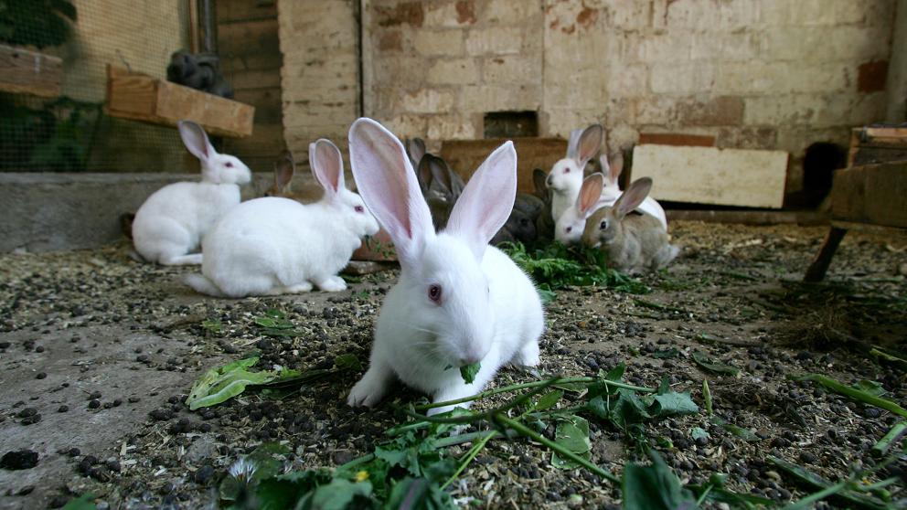 Фотография: Эпичный фейл: веганка угробила 100 крольчат, спасая 16 кроликов №3 - BigPicture.ru
