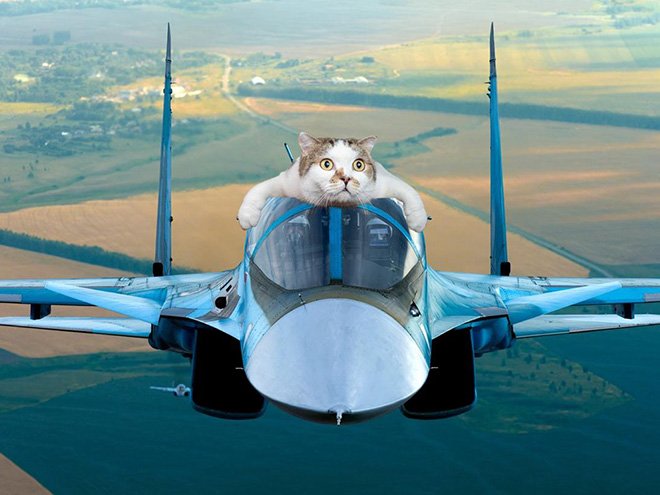 Фотография: Если бы котики решили завоевать мир №4 - BigPicture.ru