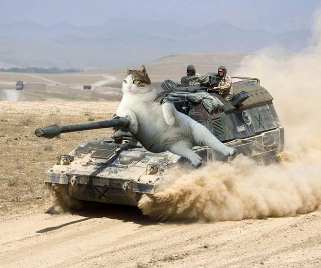 Фотография: Если бы котики решили завоевать мир №5 - BigPicture.ru