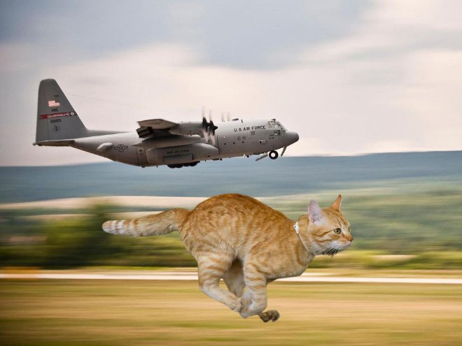 Фотография: Если бы котики решили завоевать мир №7 - BigPicture.ru