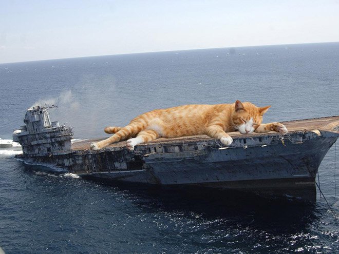 Фотография: Если бы котики решили завоевать мир №9 - BigPicture.ru