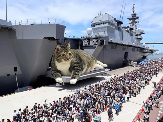 Фотография: Если бы котики решили завоевать мир №11 - BigPicture.ru