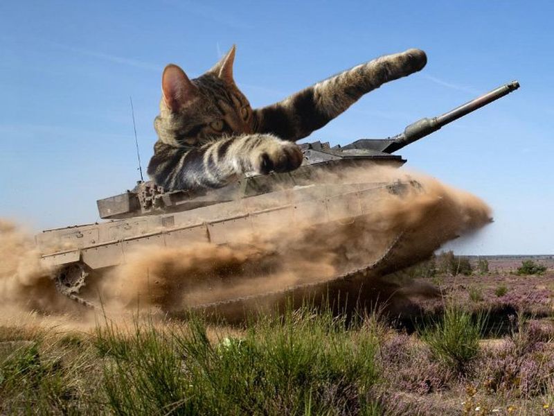 Фотография: Если бы котики решили завоевать мир №13 - BigPicture.ru