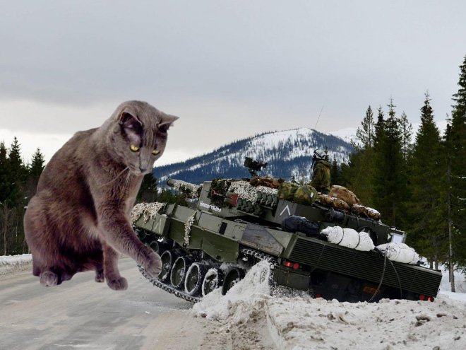 Фотография: Если бы котики решили завоевать мир №14 - BigPicture.ru