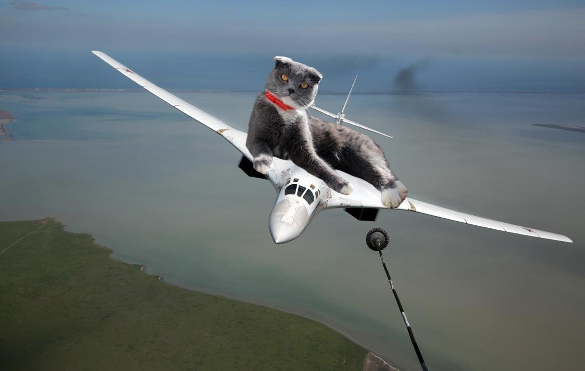 Фотография: Если бы котики решили завоевать мир №15 - BigPicture.ru