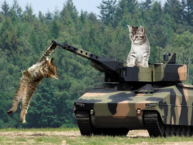 Фотография: Если бы котики решили завоевать мир №16 - BigPicture.ru