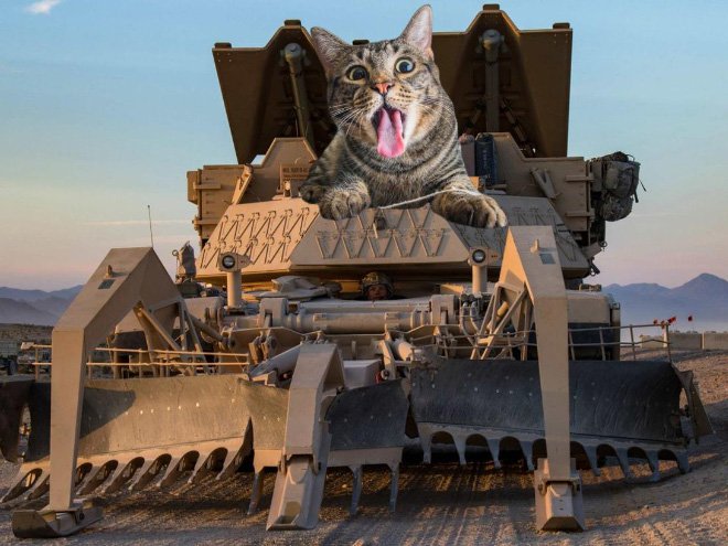 Фотография: Если бы котики решили завоевать мир №18 - BigPicture.ru