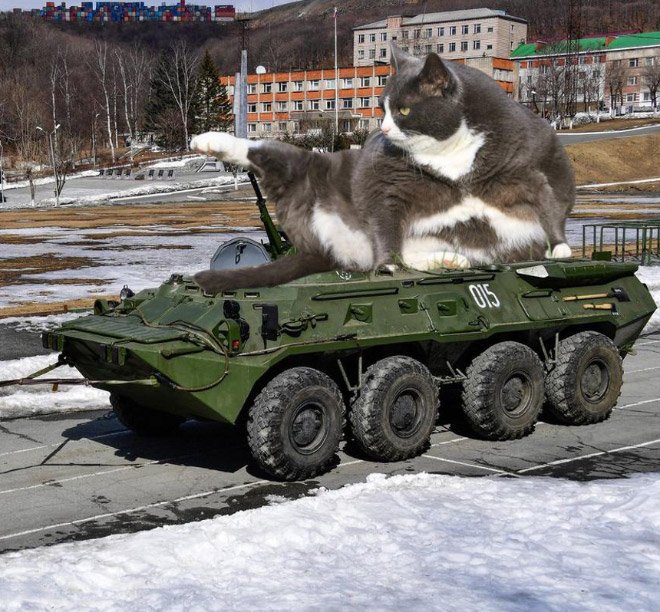 Фотография: Если бы котики решили завоевать мир №19 - BigPicture.ru