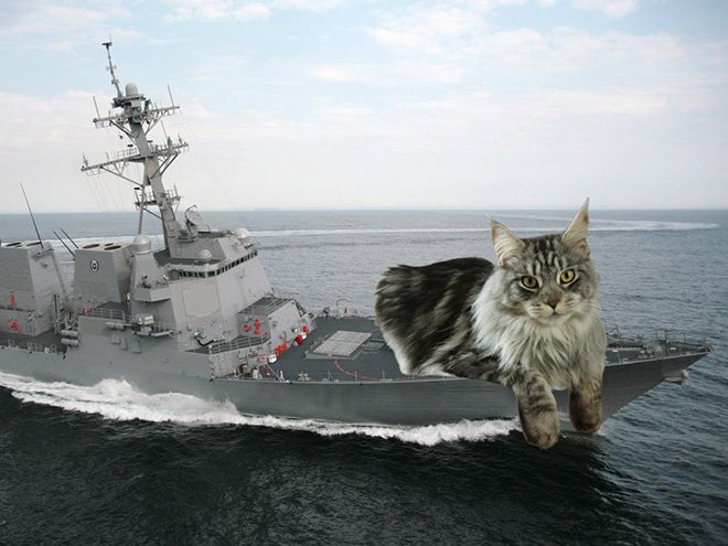 Фотография: Если бы котики решили завоевать мир №23 - BigPicture.ru