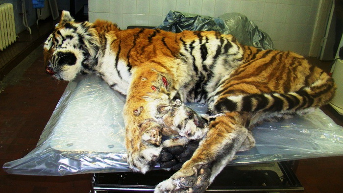 Фотография: Как зоозащитники чуть не уничтожили последних амурских тигров №5 - BigPicture.ru